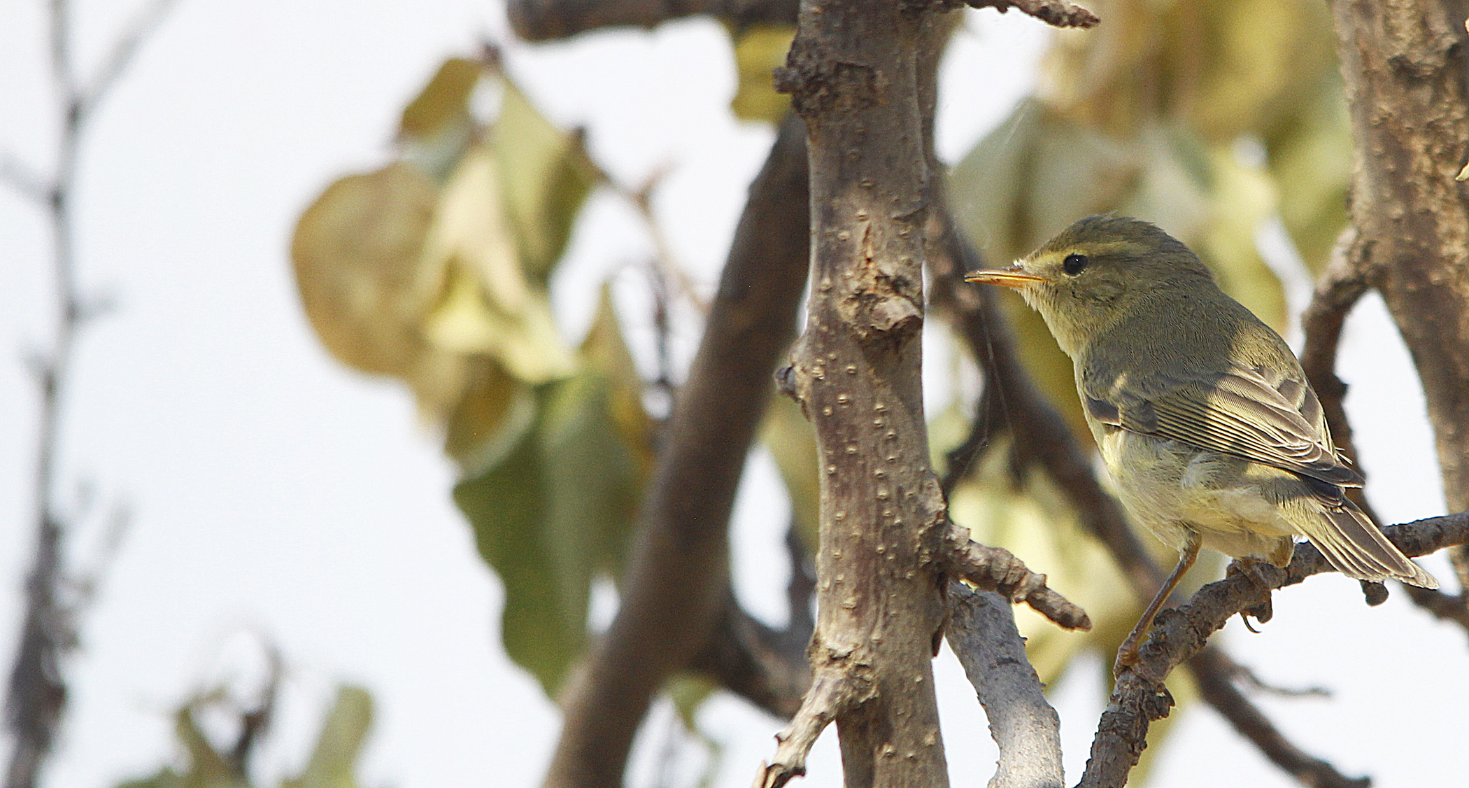 Willow Warbler